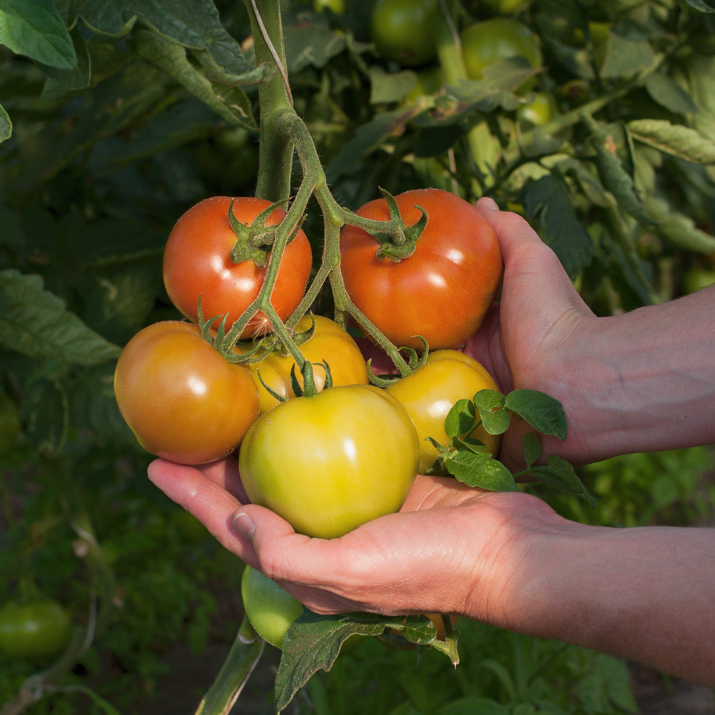 Tomates cerise : choix de variétés, conseils de culture et de taille